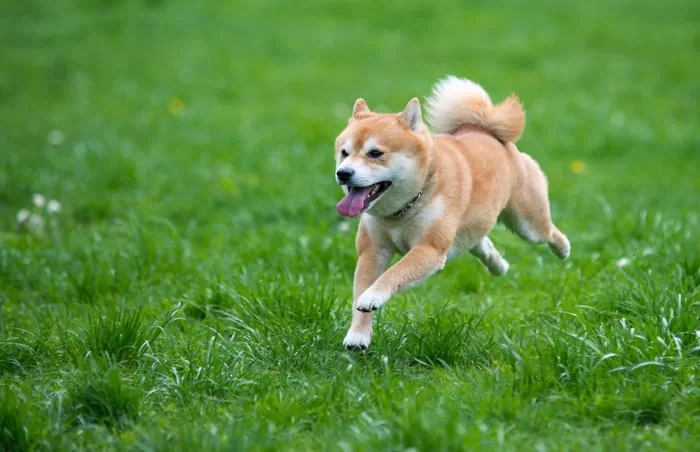 Can Dogecoin Reach $1 in 10 Years?